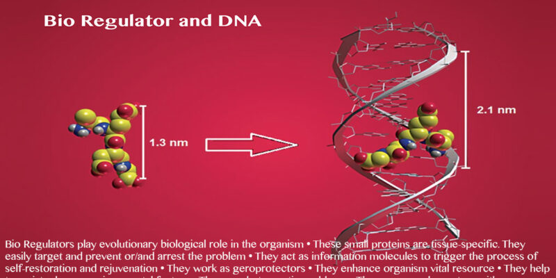 Peptide Bioregulator bio regulator and dna
