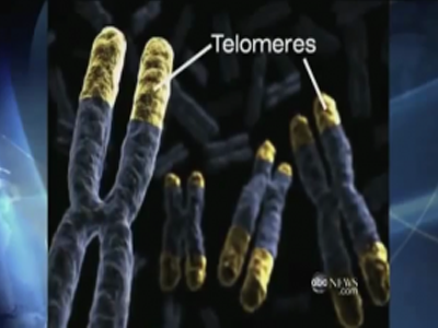 Peptide Bioregulator telomores