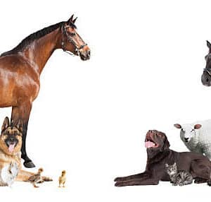 various pets and farm animals as a collage on a white background